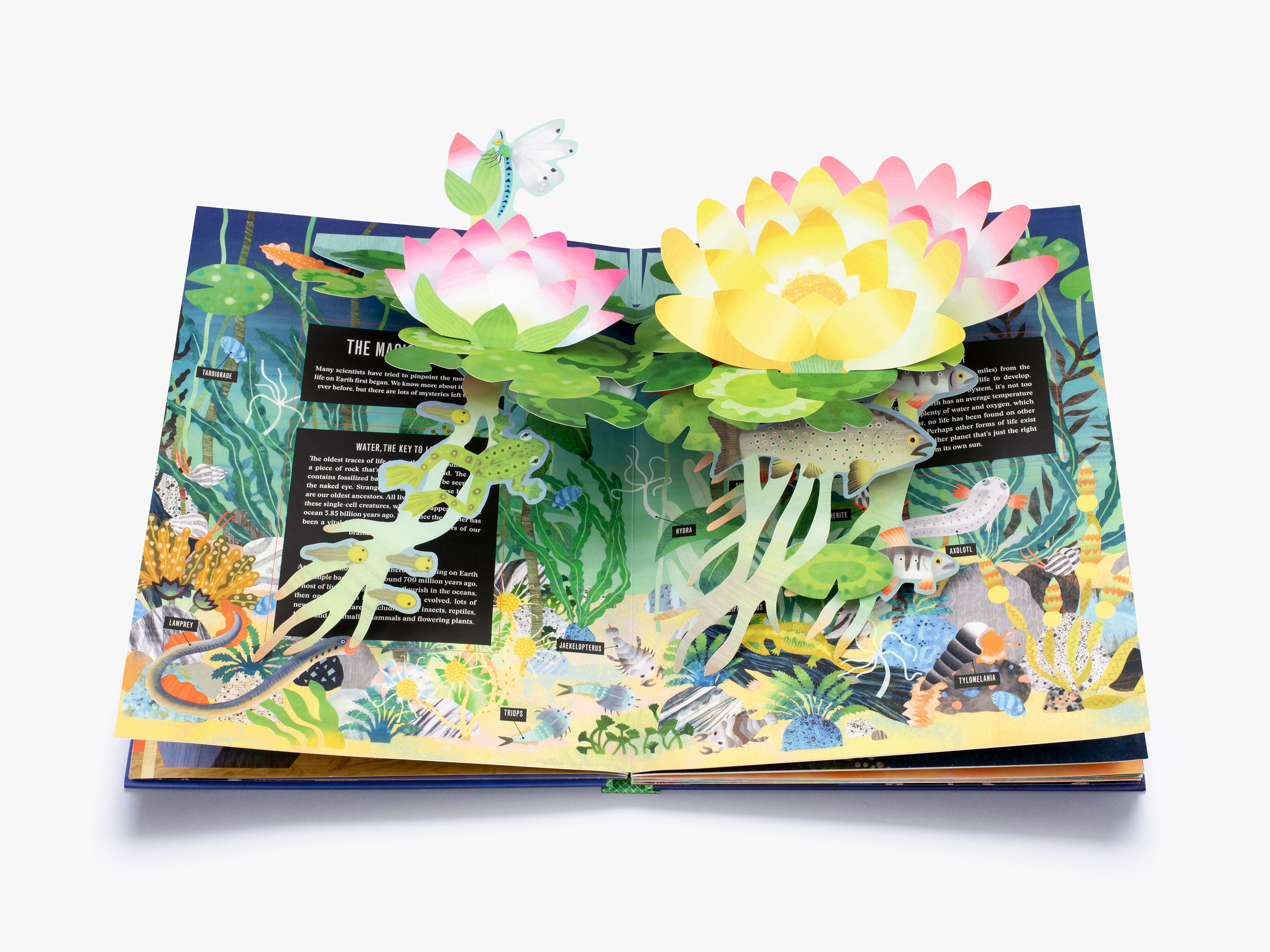 Pop-up Earth (Pop-Up series)
