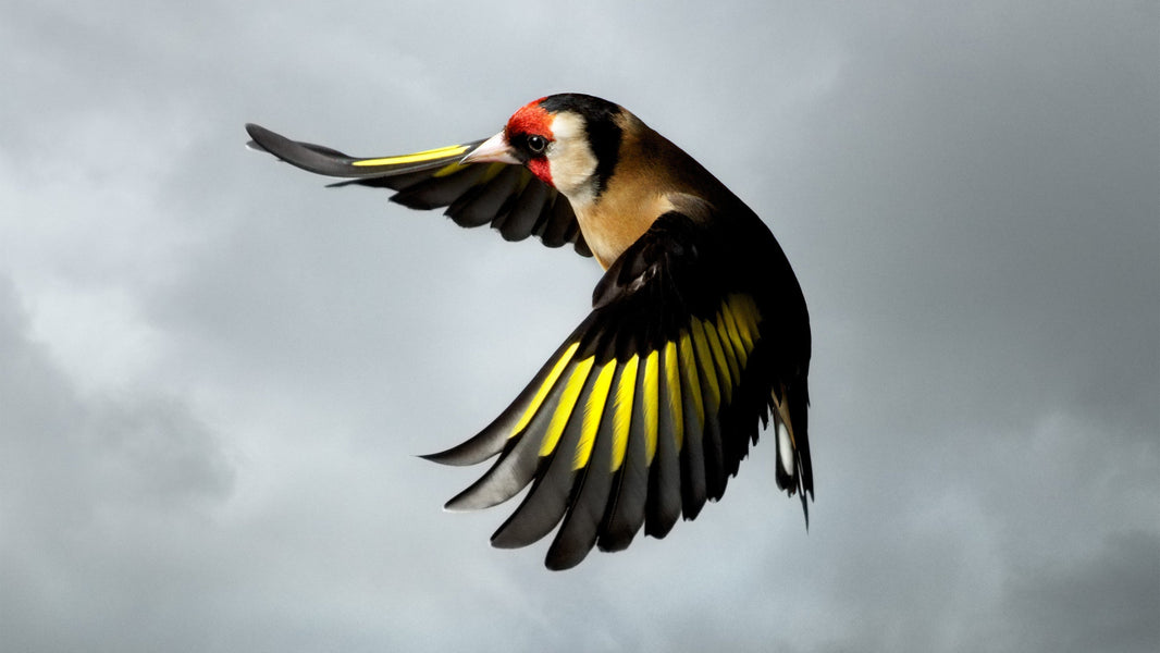 Birds of a Feather: Five Photographers on the Fascinating Appeal of Birds