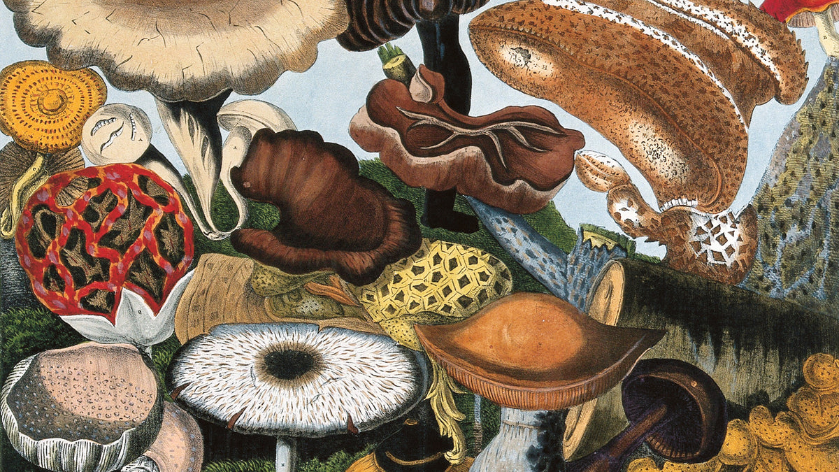 Utopia or Oblivion? Stephen Ellcock on Noah’s Ark, Climate Change and Humanity