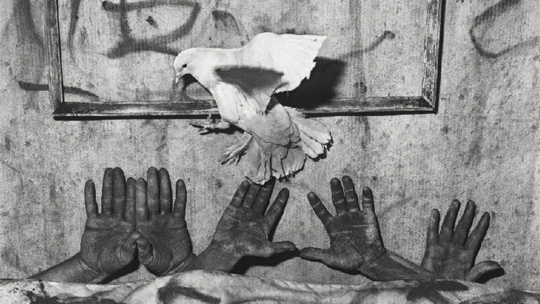 Roger Ballen and the Asylum of the Birds