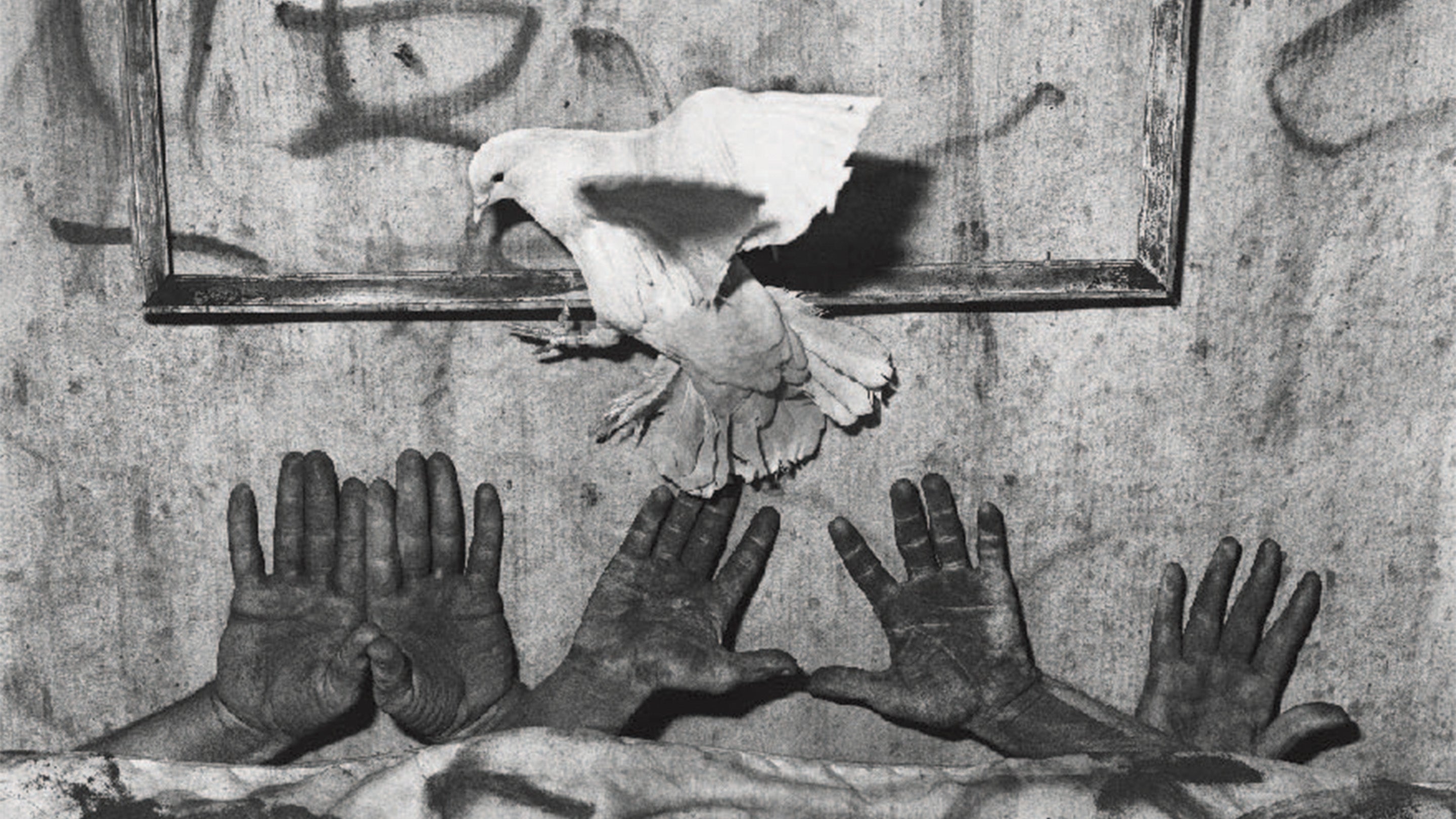 Roger Ballen and the Asylum of the Birds