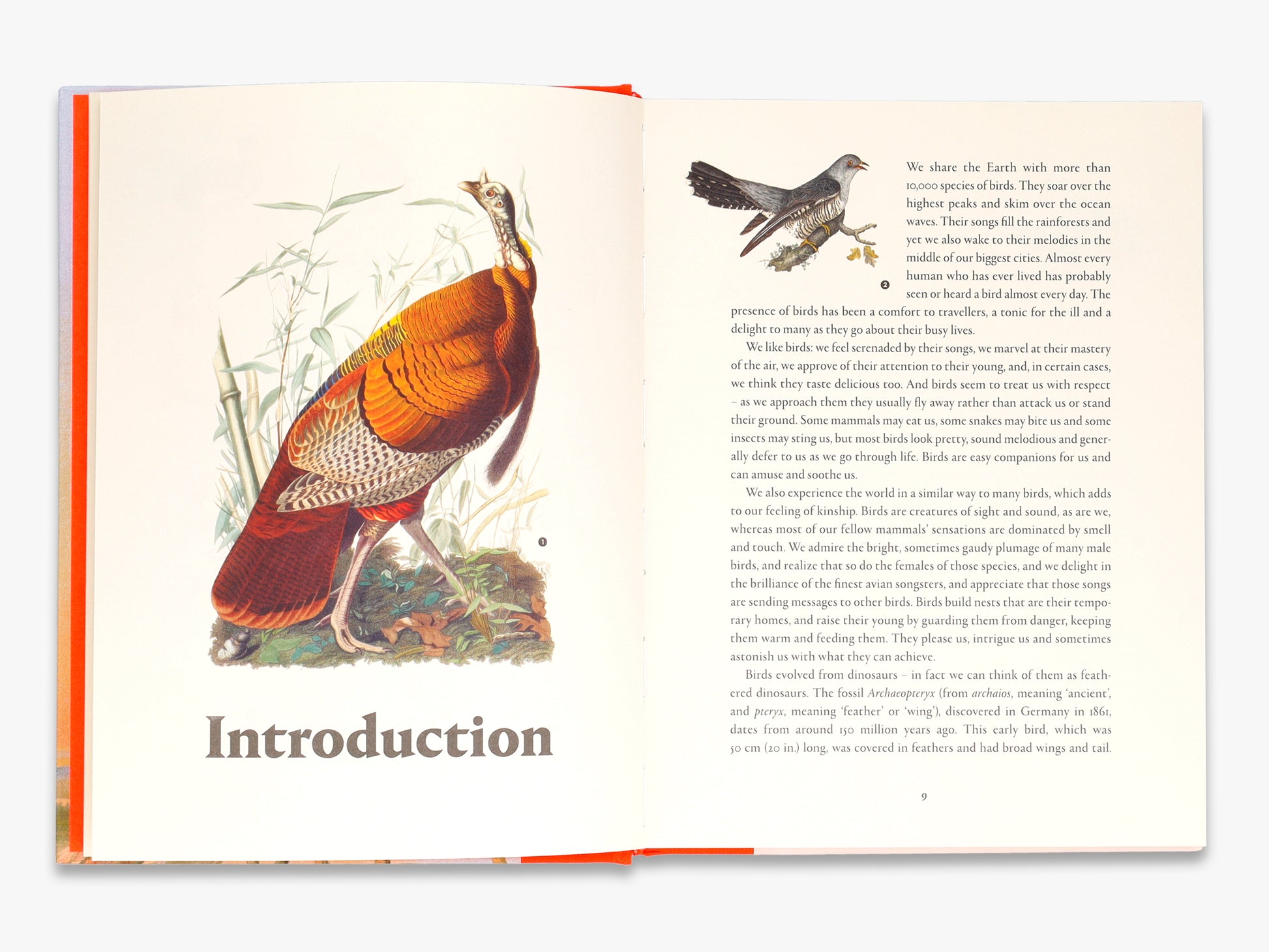 Open book with illustrations of birds and text on a white background
