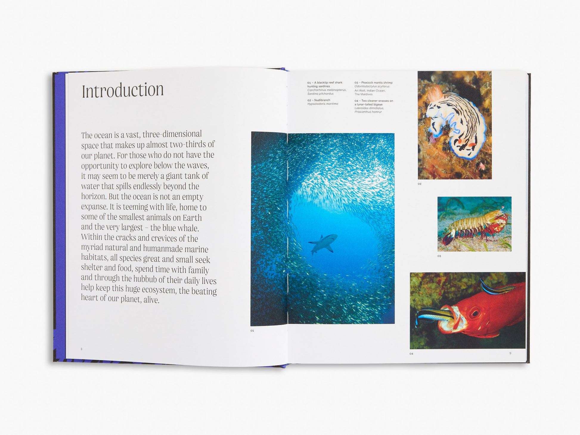 Open book with underwater scene and illustrations on a white background