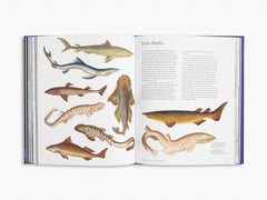 Book open to a page with illustrations of various sharks on a white background