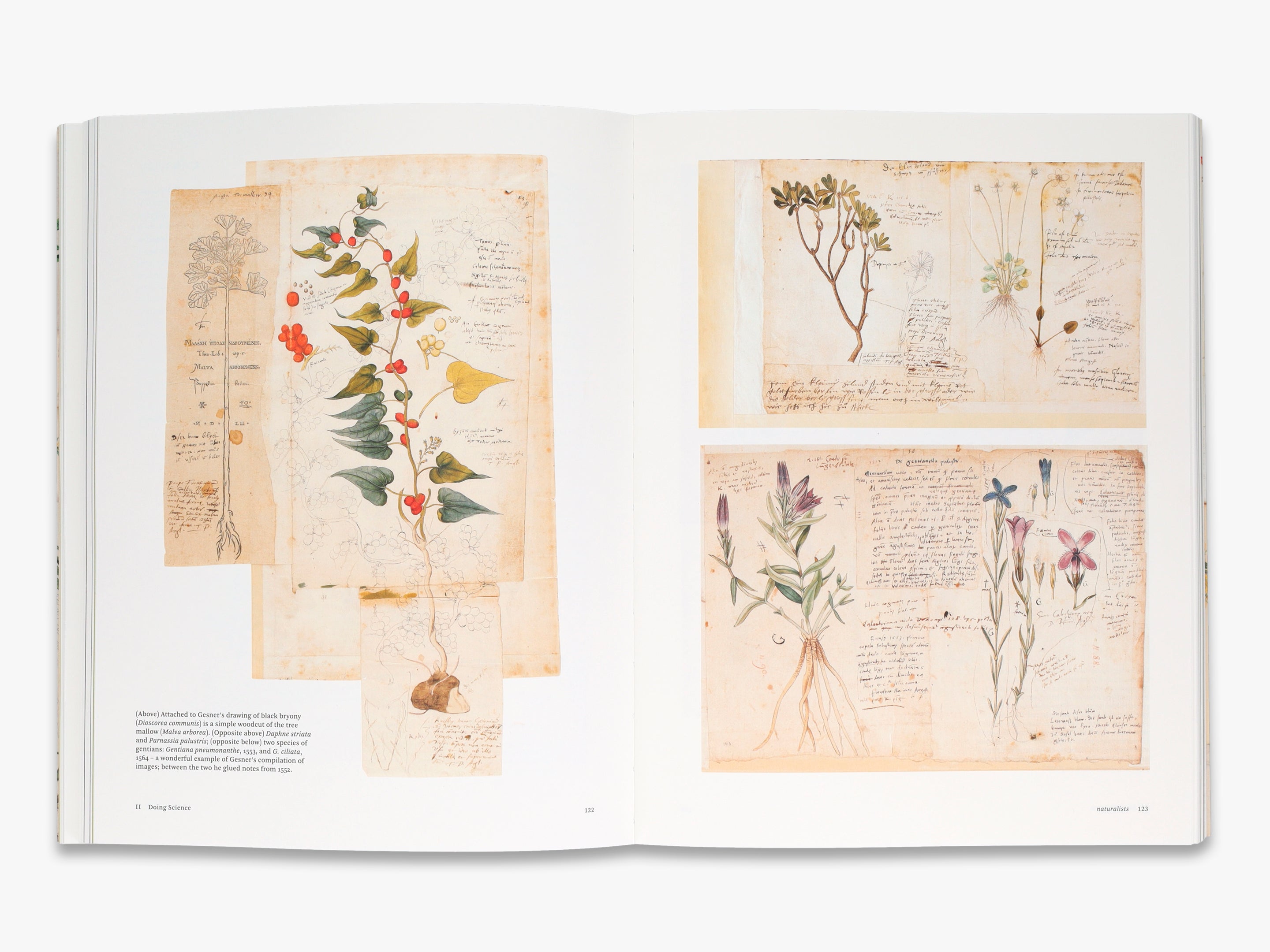 Botanical Sketchbooks