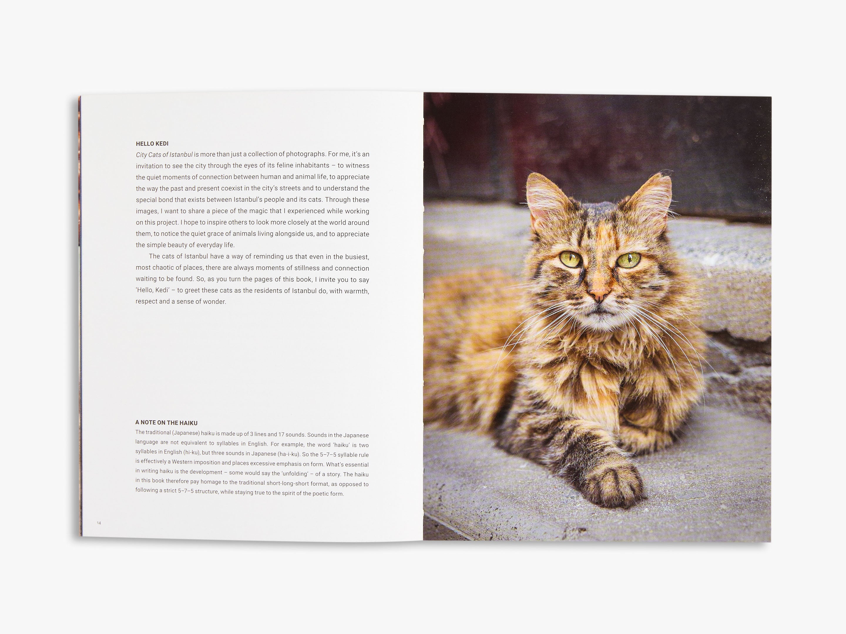 City Cats of Istanbul