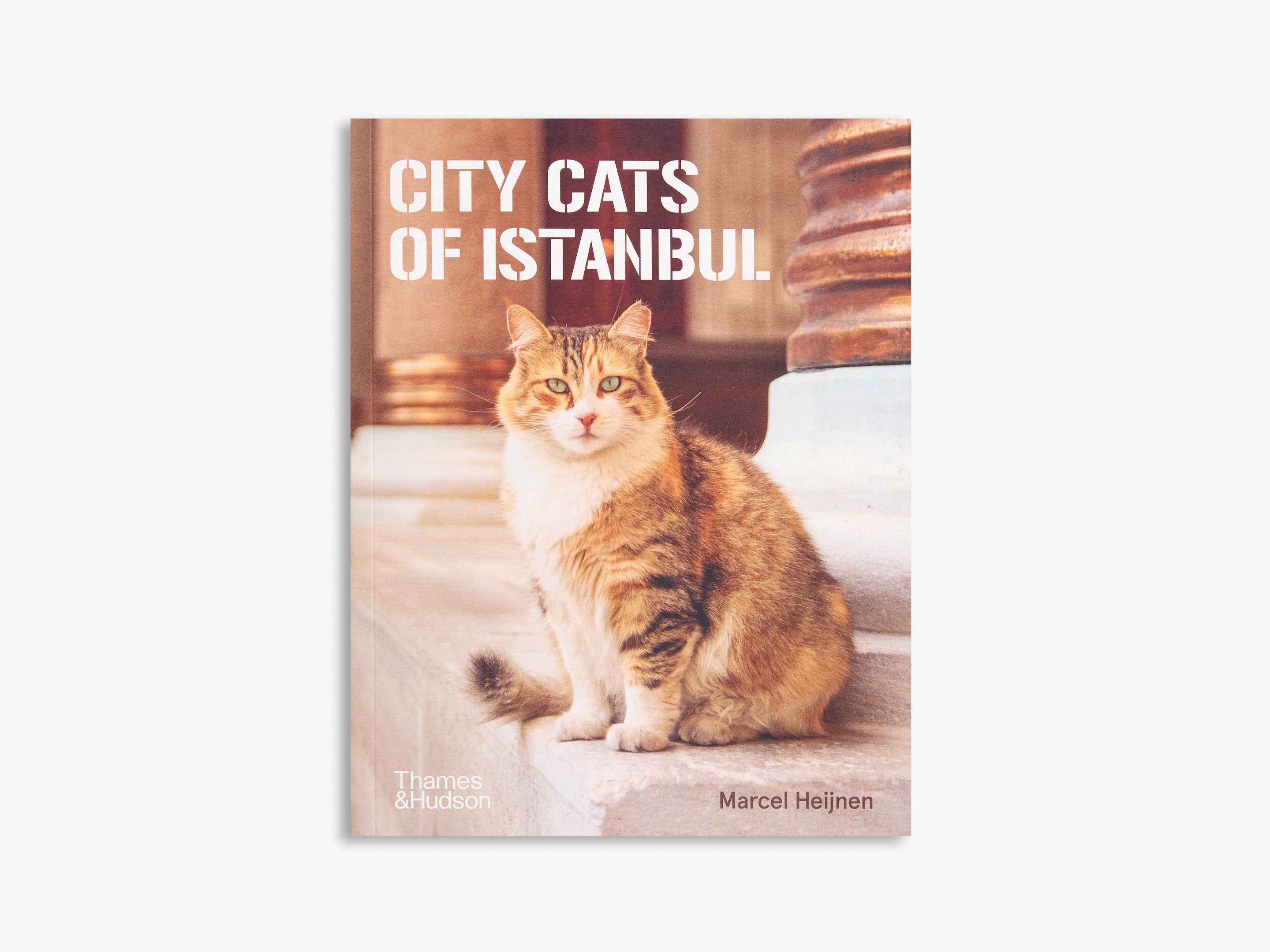 City Cats of Istanbul