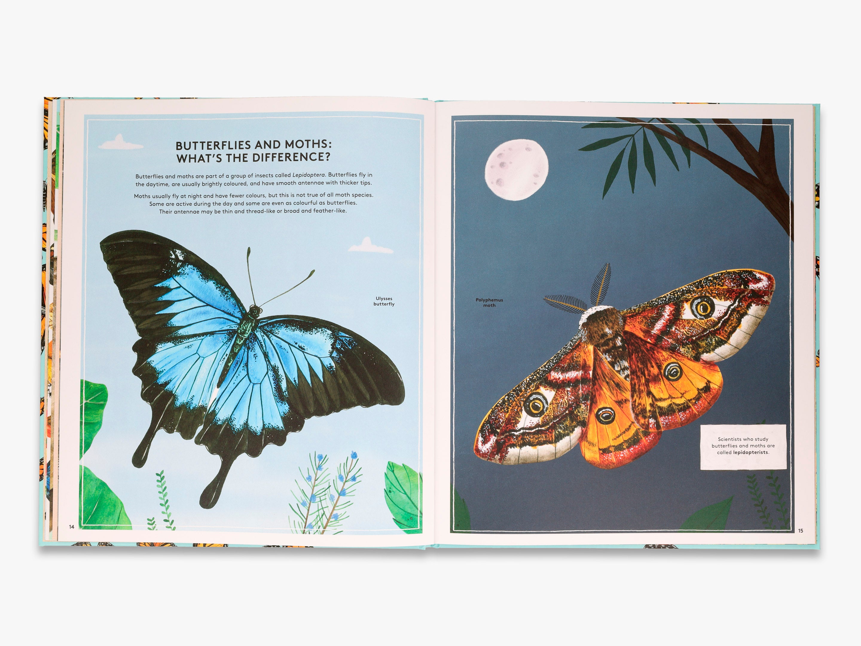The Secret Life of Butterflies
