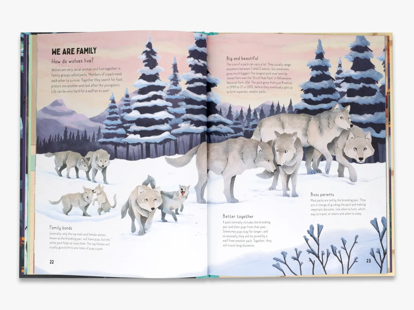 Are Wolves Afraid of the Dark? (Go Wild)