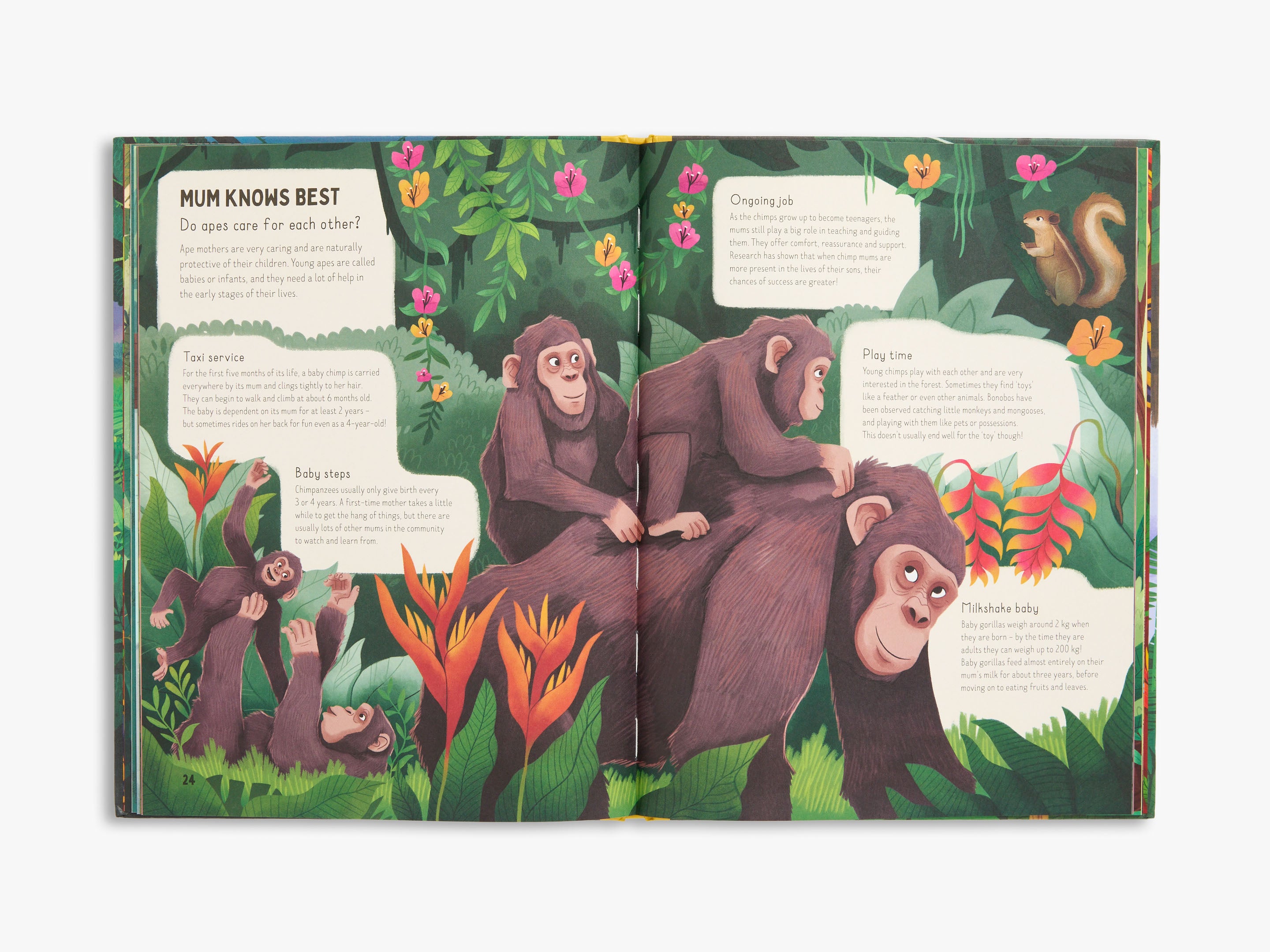 Do Gorillas Eat Bananas? (Go Wild)