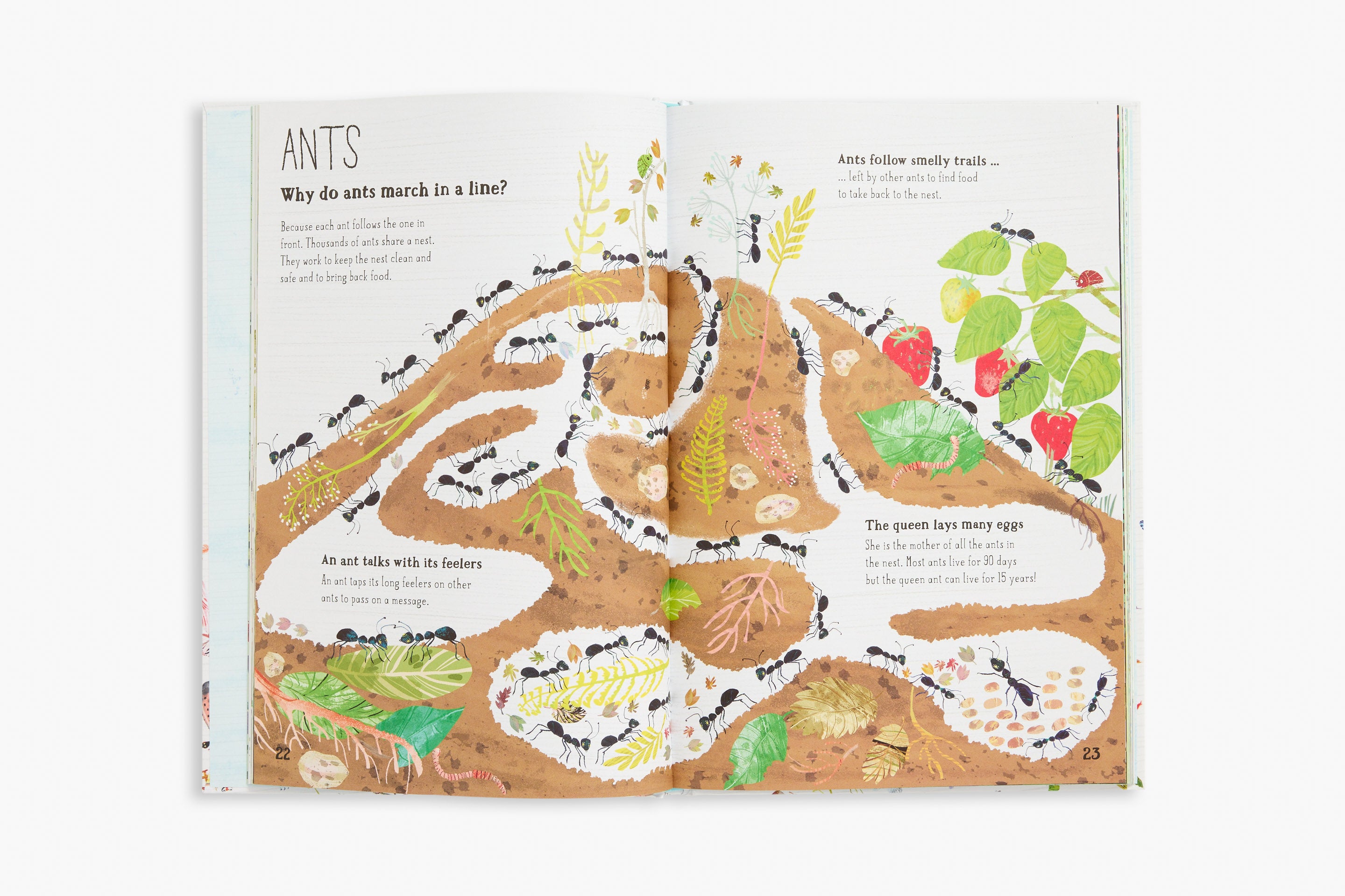 The Big Book of Bugs (The Big Book series)