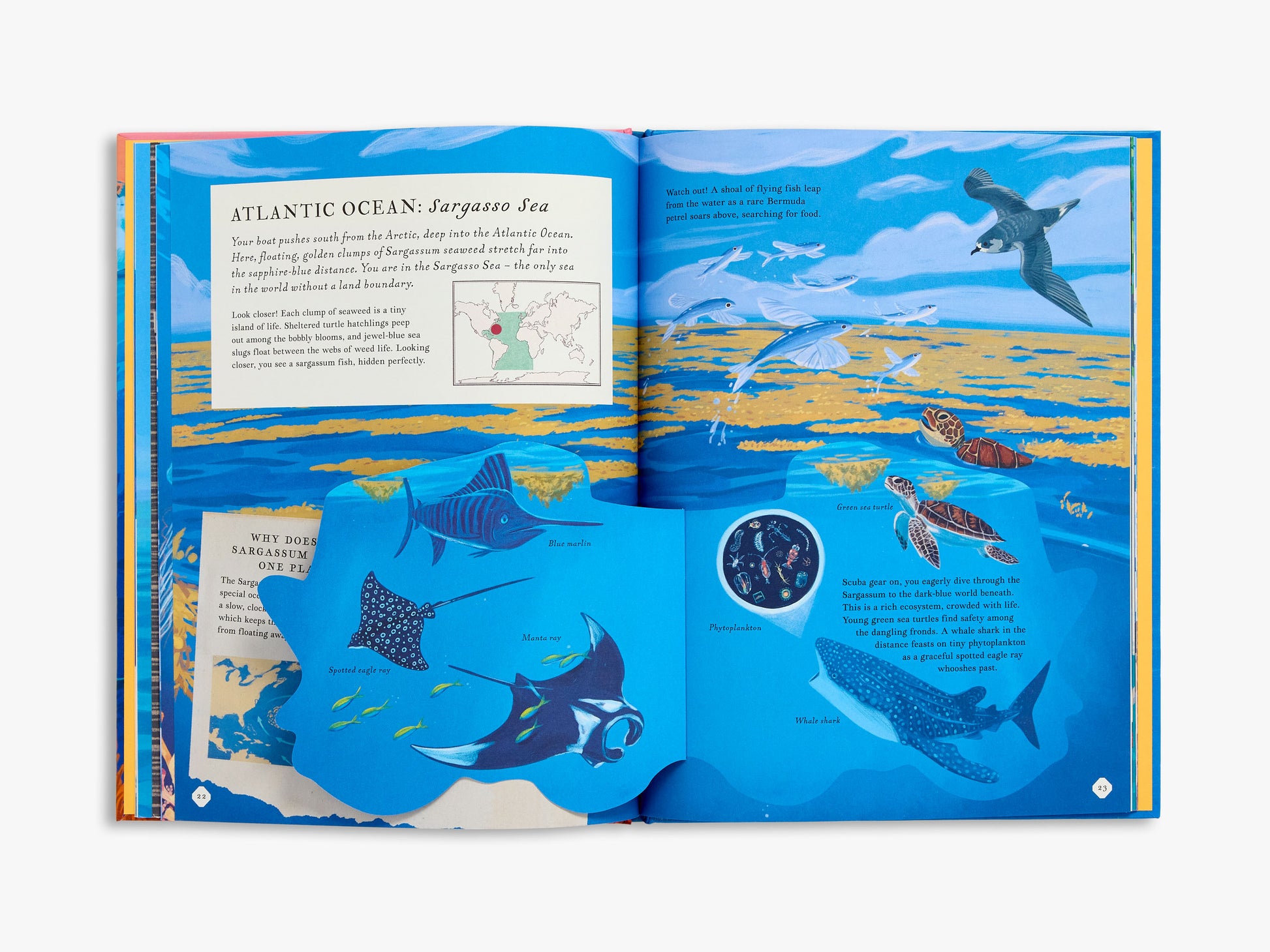 Open book with illustrations of ocean life and text.