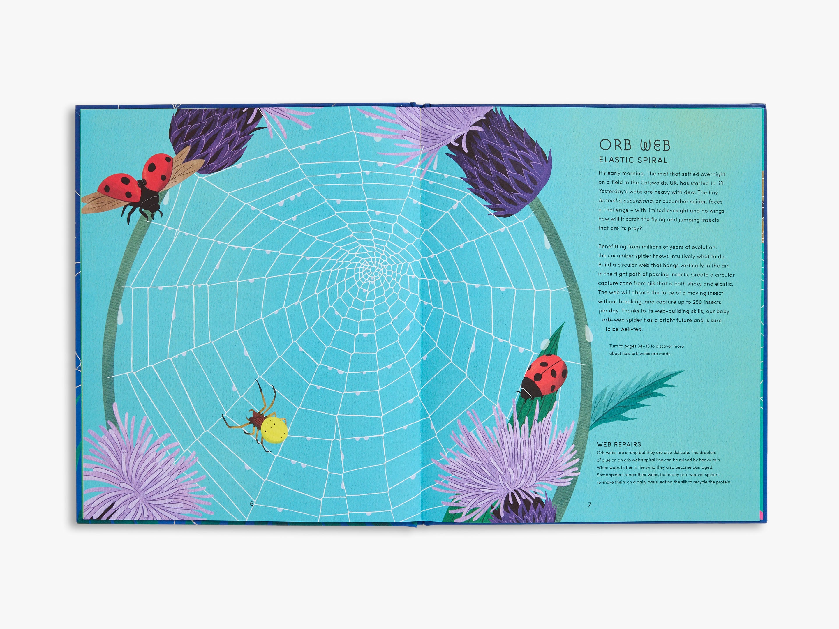 The Secret World of Spider Webs (Secret World)