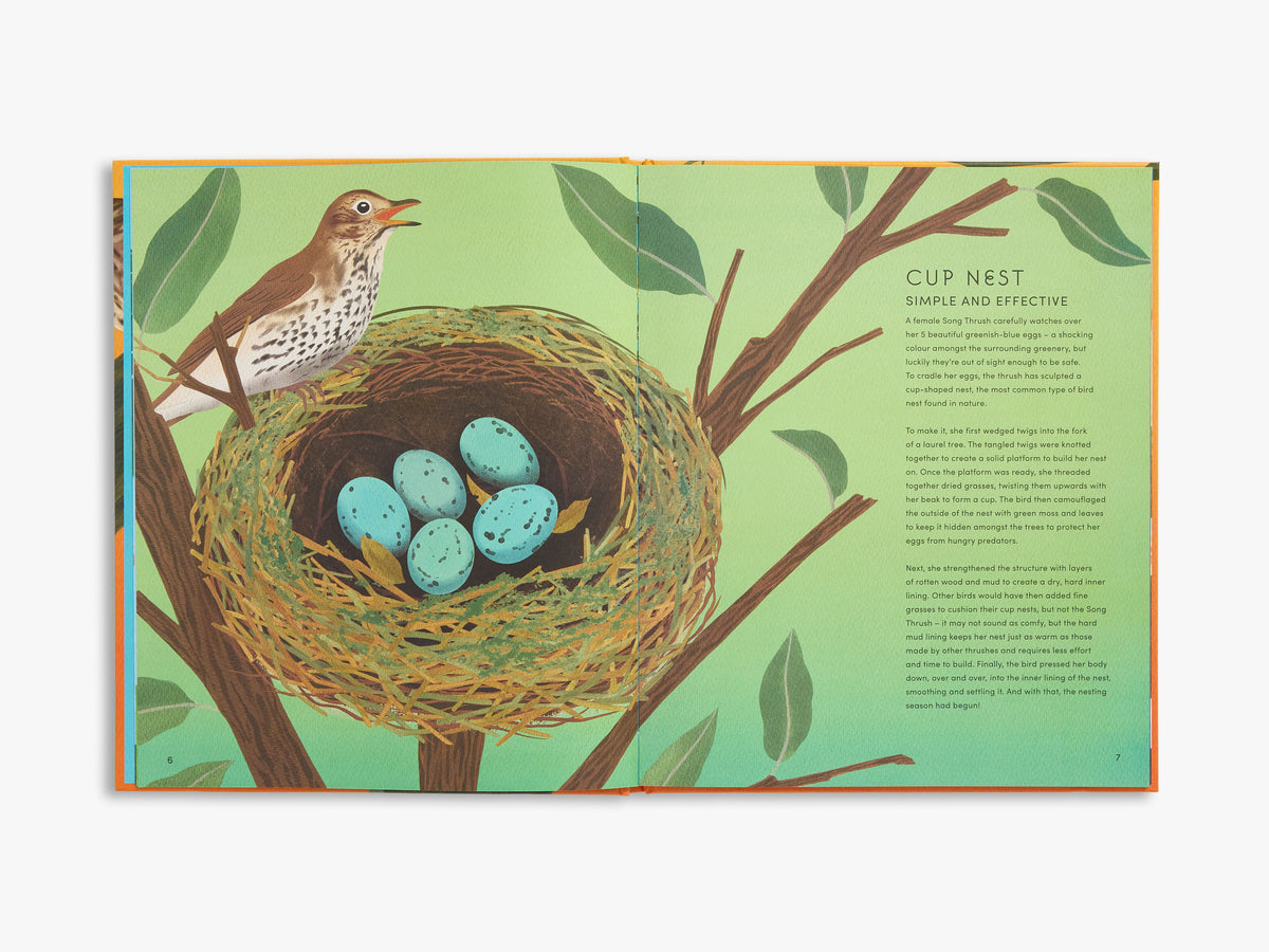 The Secret World of Bird Nests (Secret World)