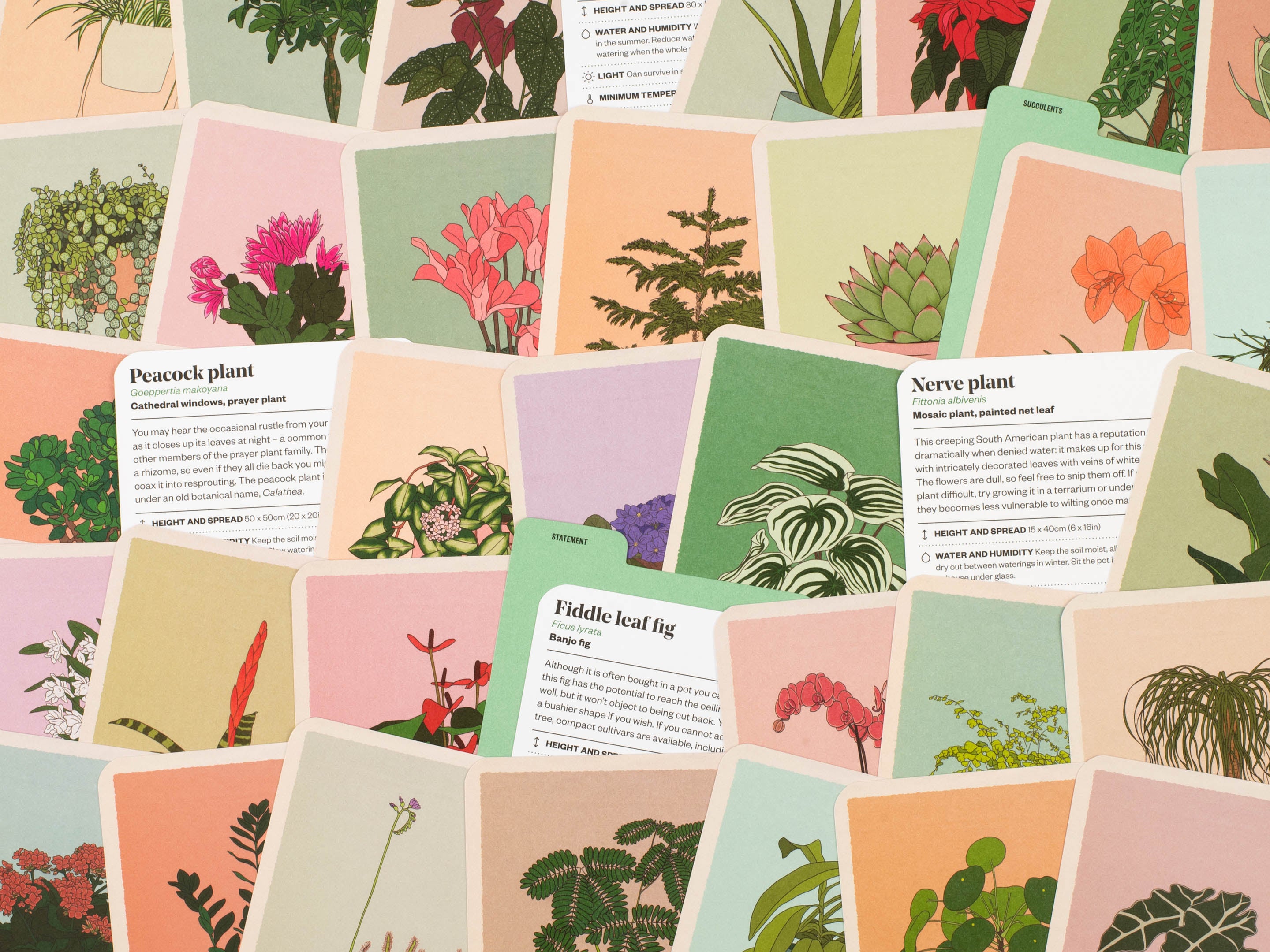 Houseplant Gardener in a Box