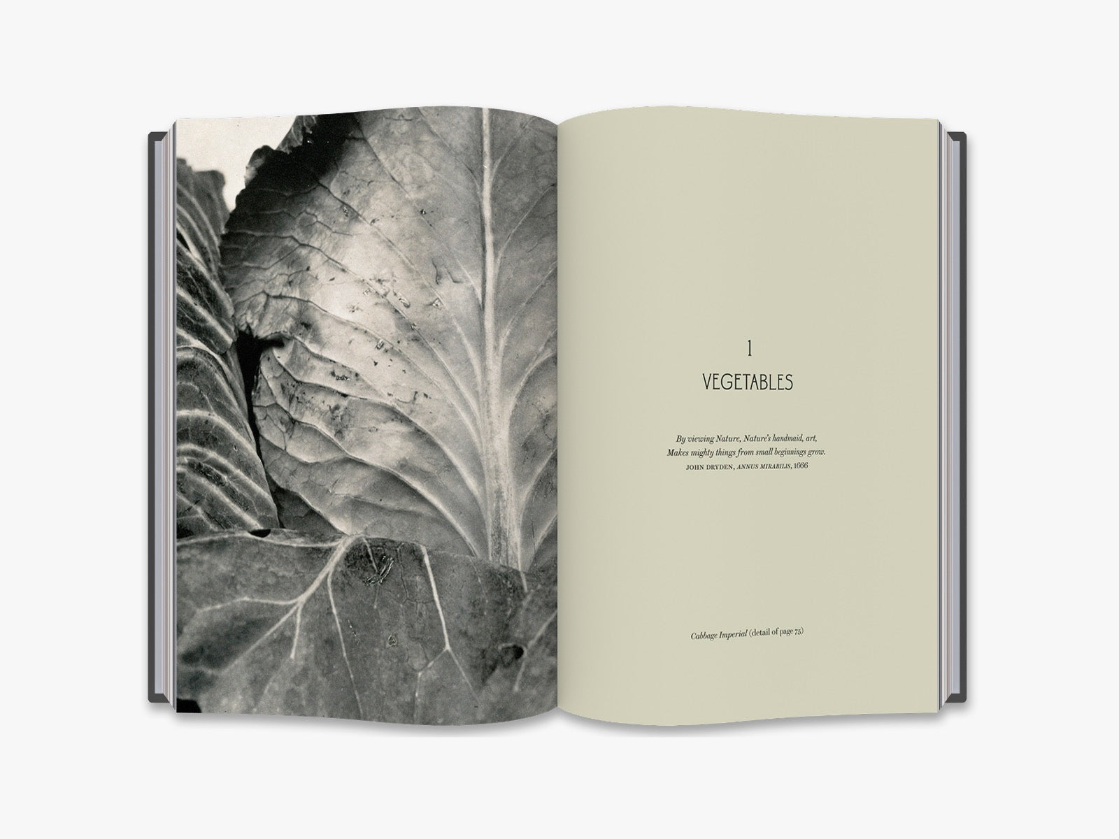 The Plant Kingdoms of Charles Jones