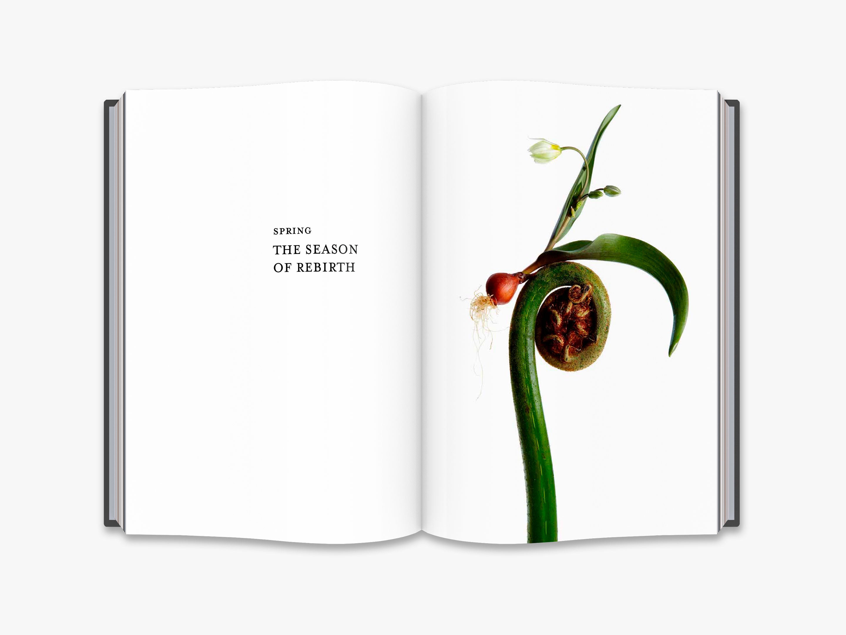 Flora Magnifica