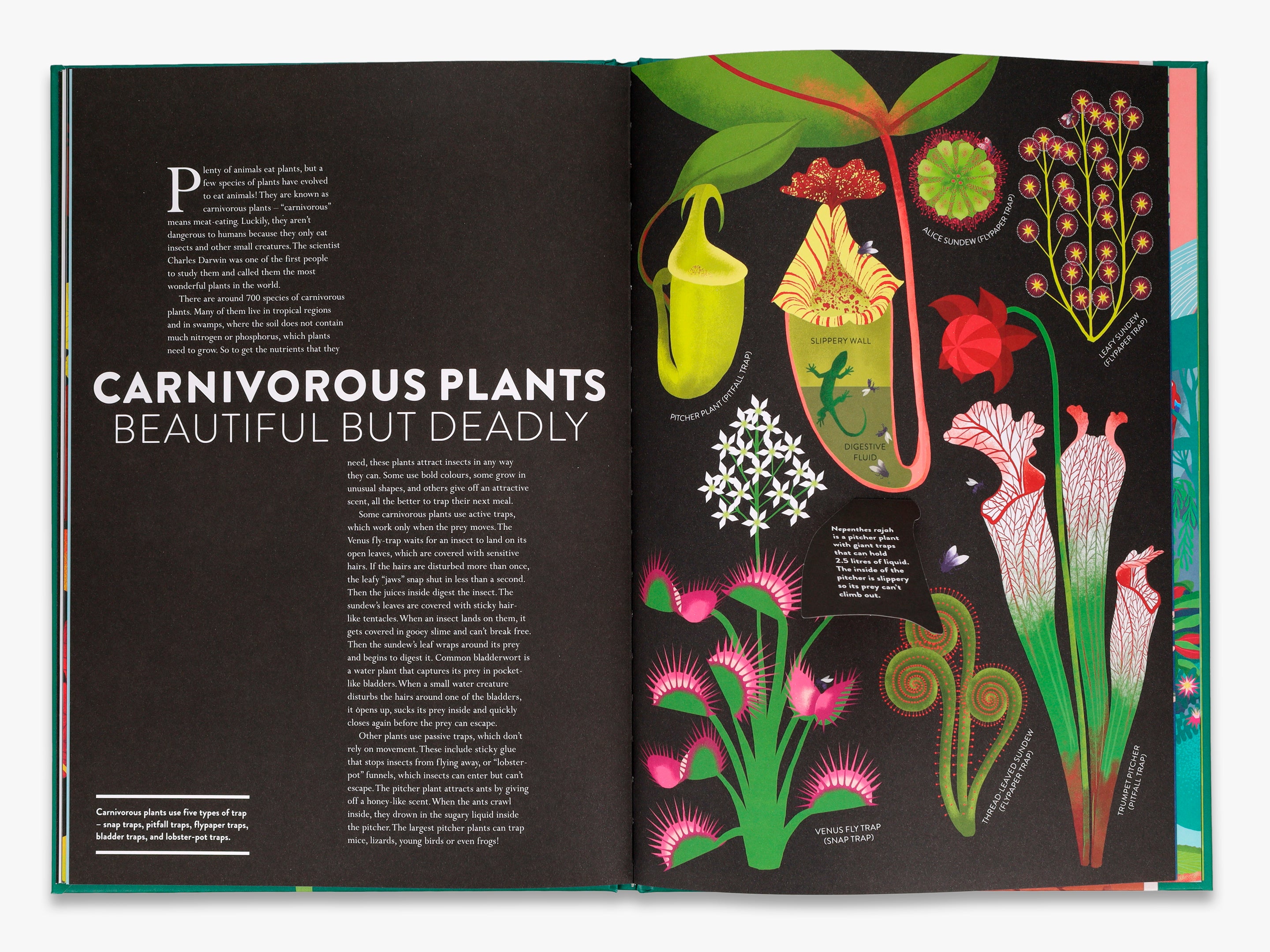 貴重！The Private Life of Plants 日本語吹替有り The Private Life of Plants: Attenborough, David, Profusely